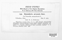 Ramularia arvensis image